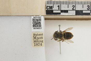 Media type: image;   Entomology 790217 Aspect: Labels